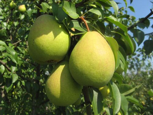 Фунгицид от сажистого грибка. Грибок на листьях груши и 7 способов борьбы с ним