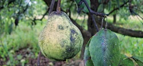 Фунгицид от сажистого грибка. Грибок на листьях груши и 7 способов борьбы с ним