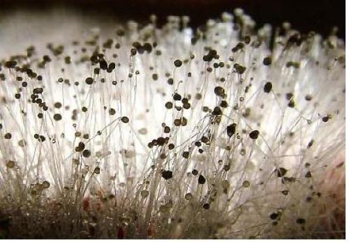 Сажистый грибок на яблоне. Лечение сажистого грибка на яблоне 15