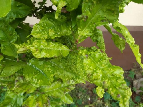 Сажистый грибок на яблоне. Лечение сажистого грибка на яблоне 01