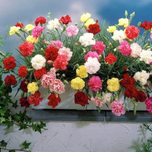 Уход за многолетней гвоздикой в открытом грунте. Посадка 06