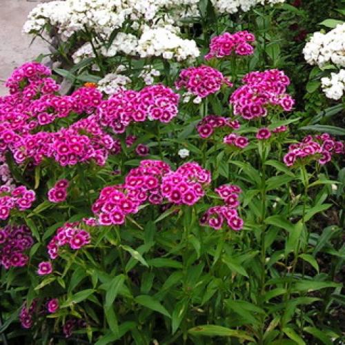 Уход за многолетней гвоздикой в открытом грунте. Посадка 02