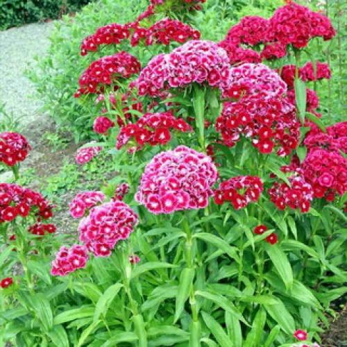 Уход за многолетней гвоздикой в открытом грунте. Посадка 12