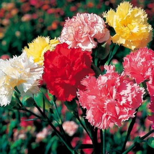 Уход за многолетней гвоздикой в открытом грунте. Посадка 07