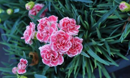 Уход за многолетней гвоздикой в открытом грунте. Посадка