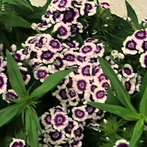 Уход за многолетней гвоздикой в открытом грунте. Посадка 14