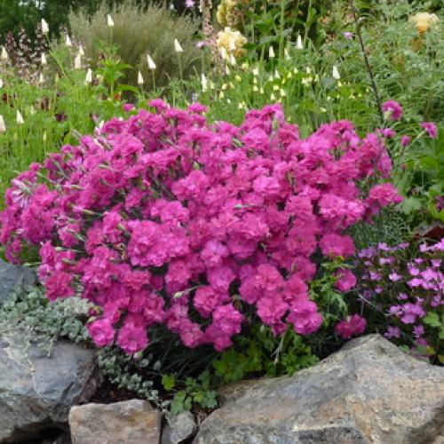 Уход за многолетней гвоздикой в открытом грунте. Посадка 09