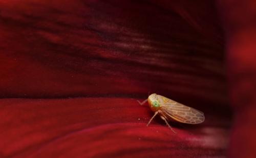 Неприхотливый и практичный многолетник: идеальный выбор для любого сада 06 Неприхотливый и практичный многолетник: идеальный выбор для любого сада 06