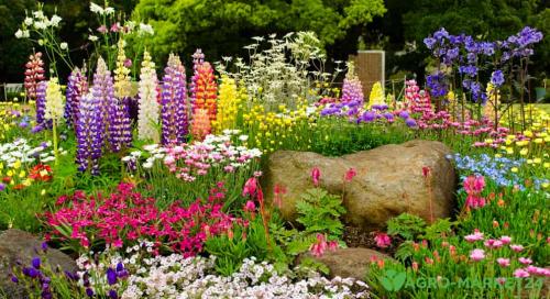 Неприхотливый и практичный многолетник: идеальный выбор для любого сада 03 Неприхотливый и практичный многолетник: идеальный выбор для любого сада 03