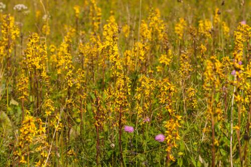 Какие виды многолетников можно назвать неприхотливыми и практичными. Неприхотливые многолетние цветы для дачи