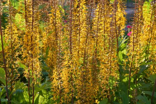 Какие виды многолетников можно назвать неприхотливыми и практичными. Неприхотливые многолетние цветы для дачи