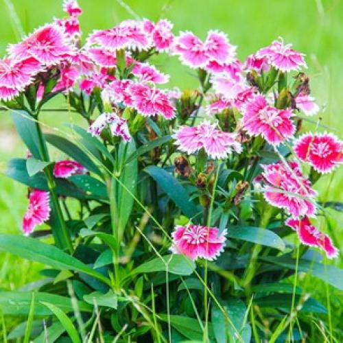 10 самых красивых и устойчивых гвоздик для вашего сада. Описание растения гвоздика и его цветения 01