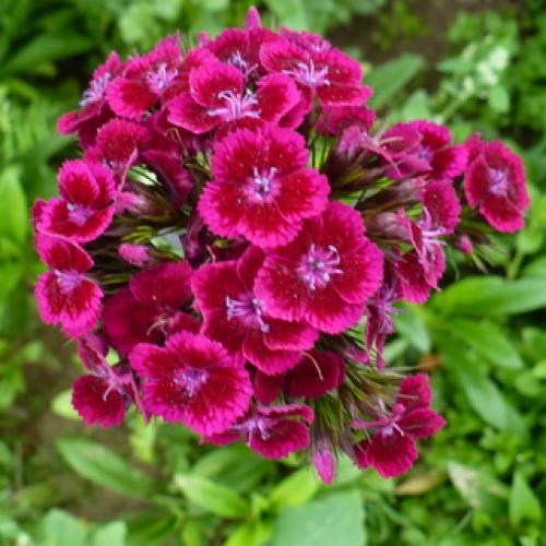 10 самых красивых и устойчивых гвоздик для вашего сада. Описание растения гвоздика и его цветения 23