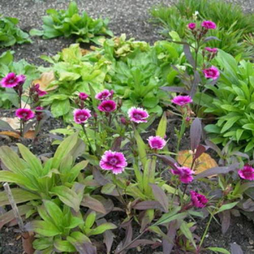 10 самых красивых и устойчивых гвоздик для вашего сада. Описание растения гвоздика и его цветения 08