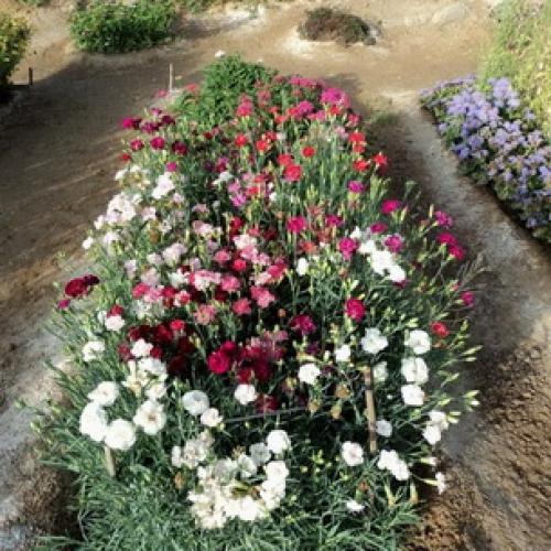 10 самых красивых и устойчивых гвоздик для вашего сада. Описание растения гвоздика и его цветения 06