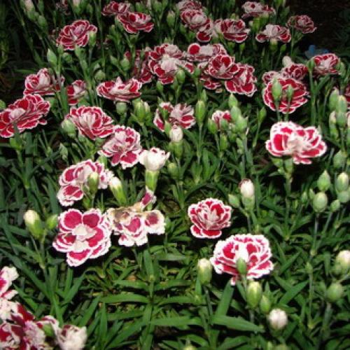 10 самых красивых и устойчивых гвоздик для вашего сада. Описание растения гвоздика и его цветения 20