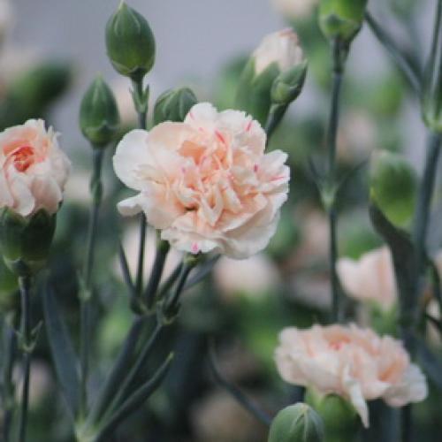 10 самых красивых и устойчивых гвоздик для вашего сада. Описание растения гвоздика и его цветения 02