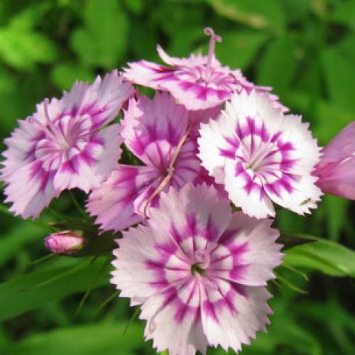 10 самых красивых и устойчивых гвоздик для вашего сада. Описание растения гвоздика и его цветения 11