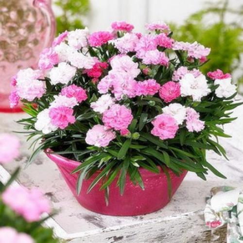 10 самых красивых и устойчивых гвоздик для вашего сада. Описание растения гвоздика и его цветения 12