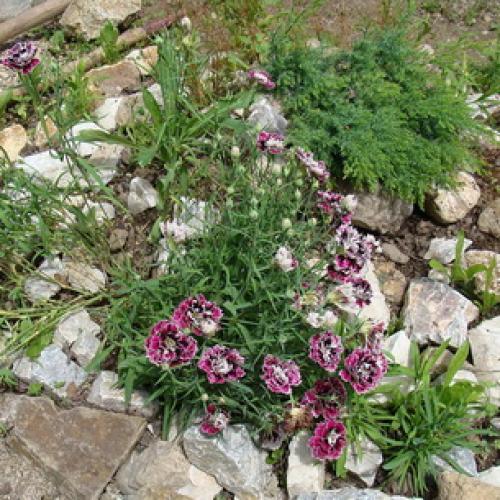 10 самых красивых и устойчивых гвоздик для вашего сада. Описание растения гвоздика и его цветения 09