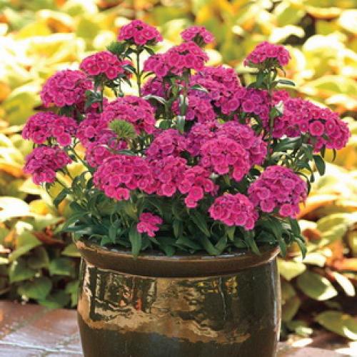 10 самых красивых и устойчивых гвоздик для вашего сада. Описание растения гвоздика и его цветения 07