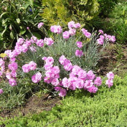 10 самых красивых и устойчивых гвоздик для вашего сада. Описание растения гвоздика и его цветения 04