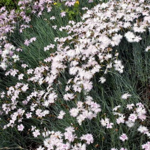 10 самых красивых и устойчивых гвоздик для вашего сада. Описание растения гвоздика и его цветения 05