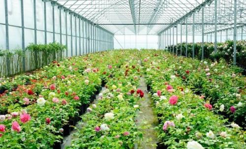 Выращивание гвоздики в теплице. Выращивание роз в теплице, как бизнес