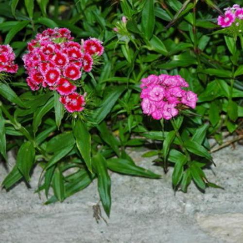 10 самых красивых и устойчивых гвоздик для вашего сада. Описание растения гвоздика и его цветения 10