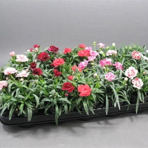 10 самых красивых и устойчивых гвоздик для вашего сада. Описание растения гвоздика и его цветения 13