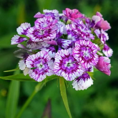 10 самых красивых и устойчивых гвоздик для вашего сада. Описание растения гвоздика и его цветения 18