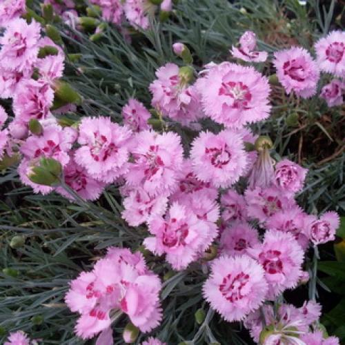 10 самых красивых и устойчивых гвоздик для вашего сада. Описание растения гвоздика и его цветения 19