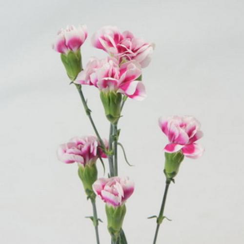 10 самых красивых и устойчивых гвоздик для вашего сада. Описание растения гвоздика и его цветения 03