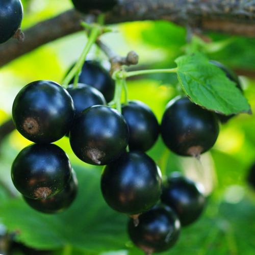 Лучшие сорта черной смородины для средней полосы. Лучшие сорта черной смородины по разным критериям