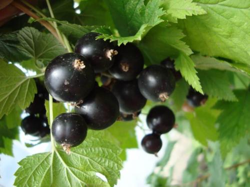 Лучшие сорта черной смородины для средней полосы. Лучшие сорта черной смородины по разным критериям