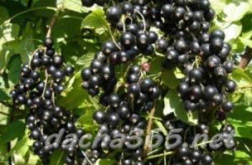 Самые сладкие сорта черной смородины. Сладкие сорта черной смородины