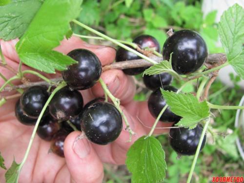 Сорта смородины черной крупноплодной. Самые крупноплодные сорта смородины