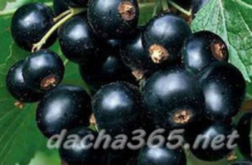 Самые сладкие сорта черной смородины. Сладкие сорта черной смородины