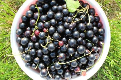 Высокоурожайные сорта смородины. Крупноплодные