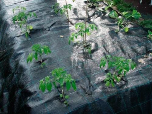 Укрывной материал от сорняков в теплице. Чем закрыть дно теплицы, чтобы не росли сорняки?