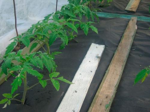 Укрывной материал от сорняков в теплице. Чем закрыть дно теплицы, чтобы не росли сорняки?