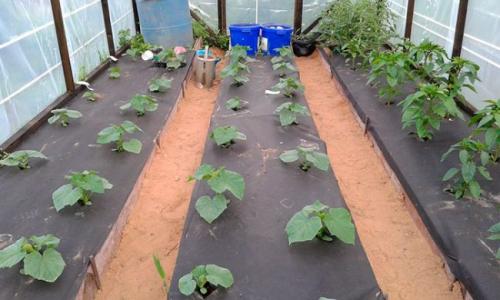 Укрывной материал от сорняков в теплице. Чем закрыть дно теплицы, чтобы не росли сорняки?