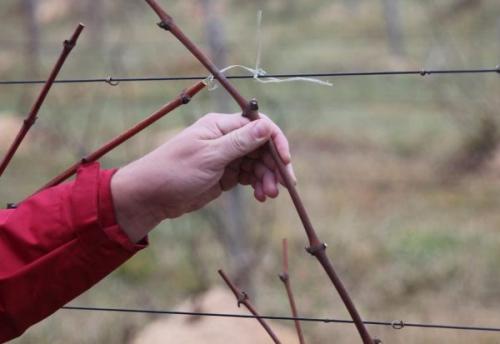 Осенняя посадка винограда черенками. Как заготавливать черенки винограда осенью: основные правила черенкования