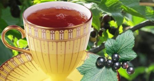 Чай из листьев смородины. Польза чая из листа смородины