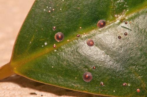 Щитовка на фиалках. Причины появления болезней у фиалок