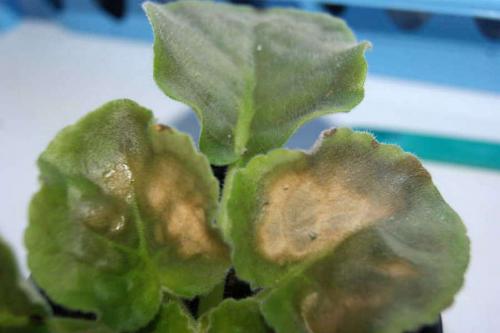 Щитовка на фиалках. Причины появления болезней у фиалок