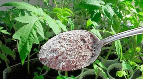 Зола для помидор и перцев. Чем хороши народные средства?