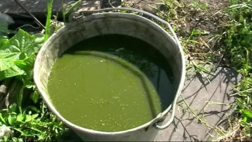 Зола для помидоров и огурцов. Потребности помидоров и огурцов на дачном участке 07 Зола для помидоров и огурцов. Потребности помидоров и огурцов на дачном участке 07