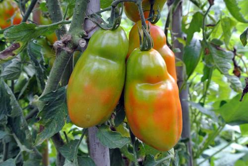 Зола для помидоров и огурцов. Потребности помидоров и огурцов на дачном участке