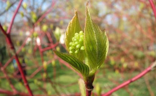 Формируем дерен. Создание элегантных садовых форм из дерена